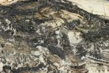Rare North Pole Dome Stromatolite Slice - Billion Years #150683-1